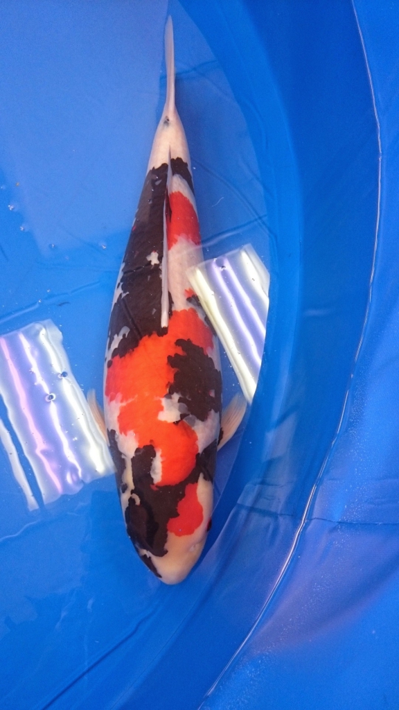 Showa koi